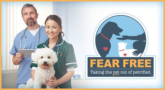 The Fear Free Program As Explained By A Vet | Lucky Dog Animal Rescue