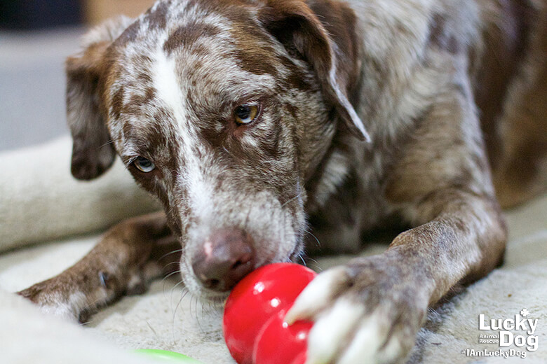 Trick to teach your dog how to play with Kong Wobbler 