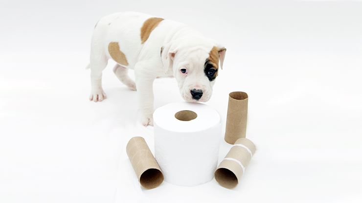 How to Housetrain a Puppy in 5 Days Using a Cardboard Box - PetHelpful