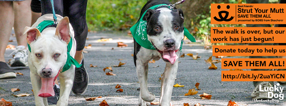 Join Team Lucky Dog's Strut Your Mutt Campaign! | Lucky Dog Animal Rescue