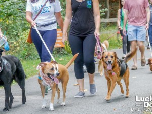 Leash Walking Tips and Tricks