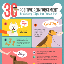 30 Positive Reinforcement Training Tips